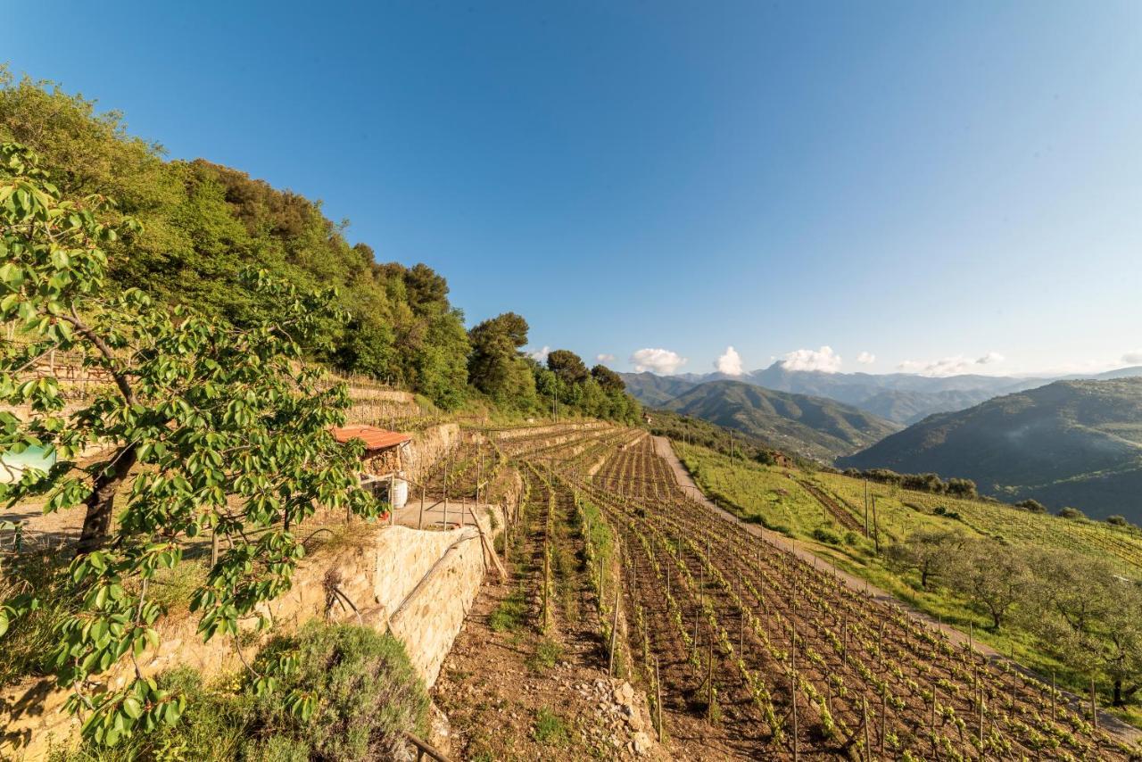 Casetta Mari Immersa In Un Vigneto Dolceacqua Bagian luar foto